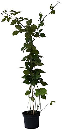 Brombeere Chester Thornless, anspruchslos, stachellos, ca. 60-100 cm hoch, Pflanze im 2 Liter Topf