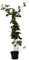 Brombeere Chester Thornless, anspruchslos, stachellos, ca. 60-100 cm hoch, Pflanze im 2 Liter Topf