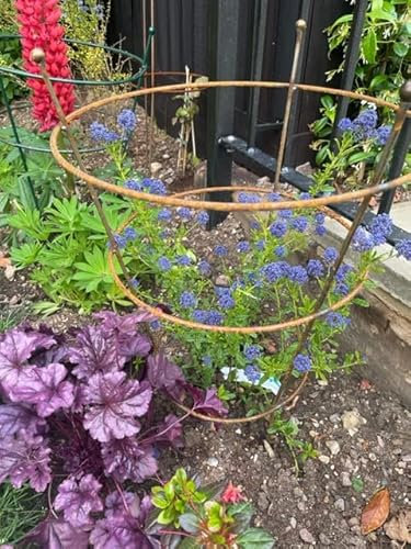 GAP GARDEN PRODUCTS Metal Small Peony Plant Support (pack of 1) Bare metal finish that will age over time to give a rustic patina finish. Ideal for Peonies, Delphiniums, Lupins etc.