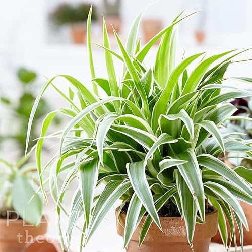 Plant Theory 20cm Ocean Spider Plant Indoor Chlorophytum Comosum Plant 12cm Pot