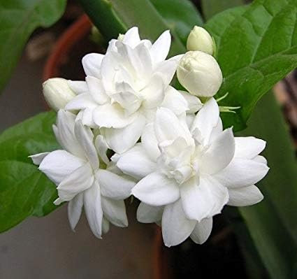 100 graines de fleurs de jasmin fraîches