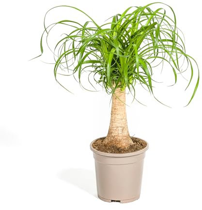 Beaucarnea Recurvata Tige - 40-50cm - Ø17cm - Plante d'intérieur - Vert persistant