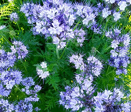 Rainfarn-Phazelie - Phacelia tanacetifolia - 1000 Samen