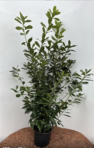 25st. Kirschlorbeer Novita 150-180cm Buschige Pflanzen XXL im Topf reine Pflanzenhöhe Prunus laurocerasus Lorbeer Gartenhecke Sichtschutz Kirschlorbeerhecke