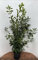 25st. Kirschlorbeer Novita 150-180cm Buschige Pflanzen XXL im Topf reine Pflanzenhöhe Prunus laurocerasus Lorbeer Gartenhecke Sichtschutz Kirschlorbeerhecke