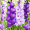 Gladiolenknolle-Winterhart MehrjäHrig,Gladiolen Knollen,Gladiolen Blumenzwiebeln,Gladiolen Zwiebeln Winterhart,In Töpfe Pflanzen,Einfache Wartung-10zwiebeln-e