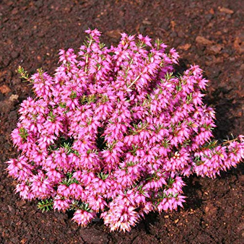 Winterheide - rosa - Erica carnea - mit rein-rosa, prächtigen Blüten - Schneeheide Winterblüher Heide-Pflanze - von Garten Schlüter - Pflanzen in Top Qualität