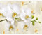 murando - Vlies Fototapete Blumen Orchidee 300x210 cm - Foto Tapete Schlafzimmer Wohnzimmer Moderne Vliestapete XXL Wandtapete Motivtapeten Bildtapete 3d Effekt Wand Dekoration - Natur b-B-0337-a-a