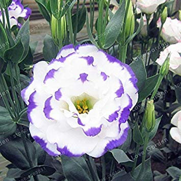 . 100 Pcs/Paquet lisianthus Rare Vivace Floraison Eustoma Fleur pour Jardin Plante en Pot: 6