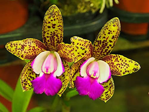Aamish 25 Stück japanische Tiger Orchidee Blumensamen