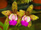 Aamish 25 Stück japanische Tiger Orchidee Blumensamen