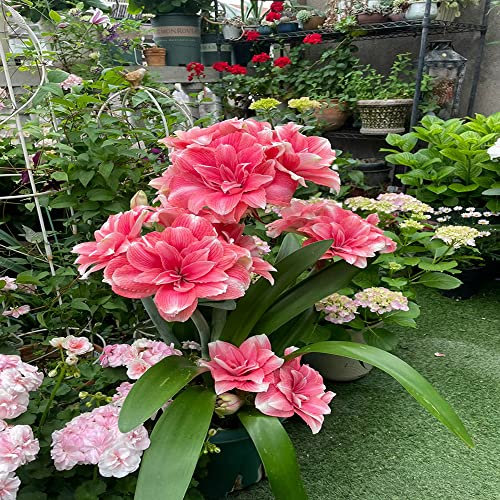1 Stück amaryllis zwiebel Hydroponik - Seltene Pflanzen serie - fensterbank deko innen garten blumen bienen geschenk geschenke blumenzwiebeln winterhart geschenk für garten frühlingsblüher