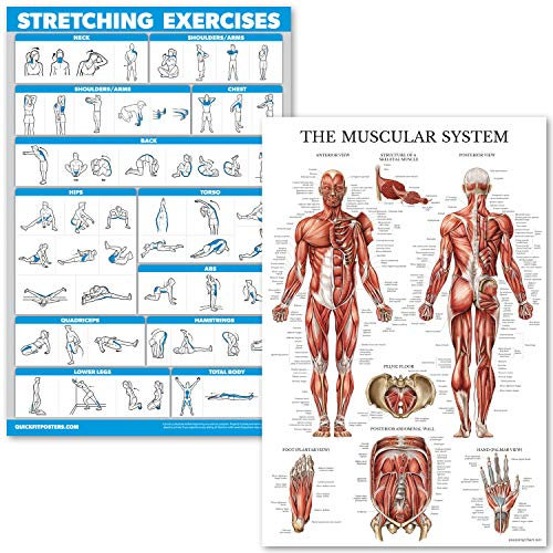 Palace Learning Poster-Set mit Dehnübungen und Muskelsystem, laminiert, 2 Diagramme, Stretching-Workout-Routine und anatomisches Muskeldiagramm (45,7 x 68,6 cm)