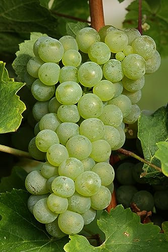 Pianta di Vite pianta di uva vigna da tavola pianta di uva innestata pianta vera di vite venduta da eGarden.store (Apirena Bianca)