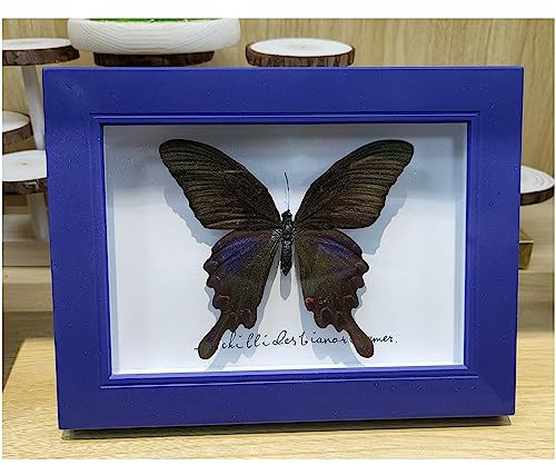 Véritable papillon taxidermie – Décoration murale encadrée – Véritable taxidermie naturelle montée sous verre (papillon ensorcelant)