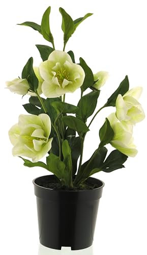 mucplants Künstliche Helleborus im Kunsttopf ca. 36 cm Creme Nieswurz Christrosen Schneerosen Lenzrosen Kunstpflanze Topf
