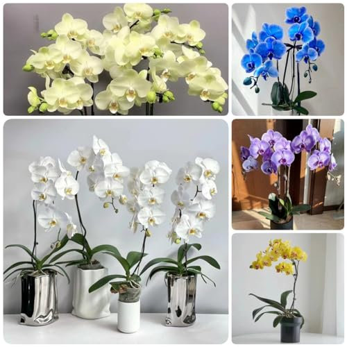 600 pz orchidee piante vere semi rari, orchidea, semi di fiori, giardino Cymbidium fiori per balcone, semi biologici semi di fiori, piante da balcone resistenti perenni semi di fiori