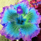 Hibiskus Rhizome, GroßE Und Bunte Blumen, Winterhart MehrjäHrig, Hibiskus,Topfpflanzen, Vier-Jahreszeiten-Pflanzen,Winterhart, Hibiskus Pflanzen-1Rhizome-A
