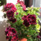 semi di geranio pendenti piante resistenti all'esterno geranio semi biologici aiuola fiori decorativi resistenti balcone semi di fiori recisi piante in vaso resistenti all'esterno 400pcs