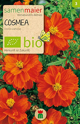 BIO Cosmea orange Samen - Einjährig, Schmuckkörbchen, 70-80 cm hoch, Blütezeit Juli bis Oktober, für ca. 15 Pflanzen - Samen Maier