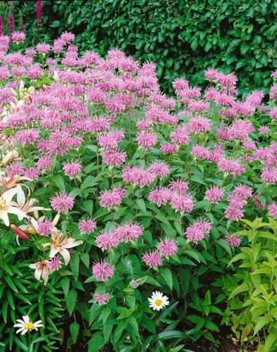 Indianernessel im Topf Monarda fistulosa winterhart duftend Staudenbeet