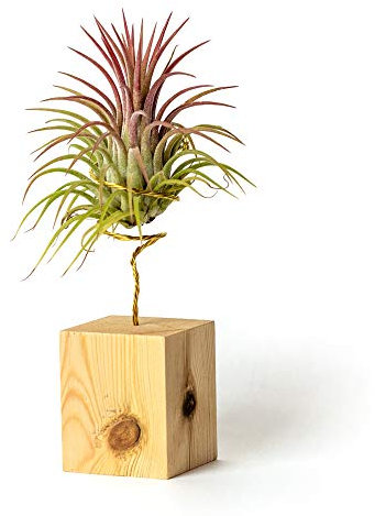 PLANDAIRE Piante Tillandsia Vera Sospesa Ionantha con Supporto - Piante Aeree Vive - Pianta Figlia del Vento Pianta Vera da Interno - Air Plant - Piante da Casa Piante d'Aria (Legno di Pino)