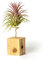 PLANDAIRE Piante Tillandsia Vera Sospesa Ionantha con Supporto - Piante Aeree Vive - Pianta Figlia del Vento Pianta Vera da Interno - Air Plant - Piante da Casa Piante d'Aria (Legno di Pino)