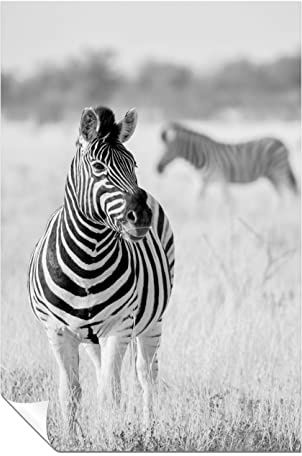 Panther Print Fine Art Prints Black & White Zebra in Wildlife Artistic Unframed Poster, Pictures for Home Walls, Bedroom, Living Room & Bathroom Decor 31x20cm (12x8in)