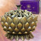 VIBRATIS Porte-Encens Lotus, Encensoir pour Charbon, Cônes, Sauge et Palo Santo, Élégant et Durable, Brûleur d'Encens pour Ambiance Relaxante et Apaisante