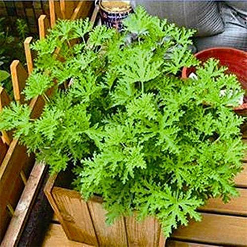 Haloppe 100 Stück Mozzie Buster Pflanzensamen für die Bepflanzung des Hausgartens, Citronella Pflanzensamen Mozzie Buster Mückenschutz Gartenpflanzendekoration Mozzie Buster-Samen