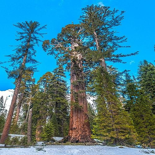 30 pcs mammutbaum bonsai samen - bonsai bäumchen kaufen,Sequoiadendron giganteum, danke geschenk pflanzenkübel bäume garten winterhart gewächshaus balkon ausgefallene geschenke baumsamen