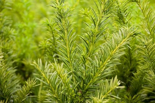 Taxus baccata 'Semperaurea' 150-175 cm – Immergrün, Winterhart, Pflegeleicht – Gelbe Eibe – Heckenpflanze für Garten & Sichtschutz