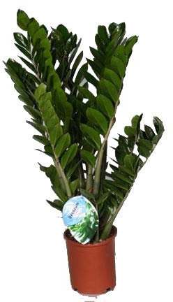Glücksfeder, (Zamioculcas zamiifolia), Zamie, Zamia Farn, Zamia Palme, pflegeleichte Zimmerpflanze (ca. 80cm hoch im 21cm Topf)
