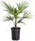 Plant in a Box - Trachycarpus Fortunei - Palma asiatica - palma Resistente - Palma a ventaglio - Vaso 21cm - Altezza 35-45cm