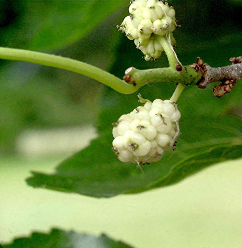 Weißer Maulbeerbaum 125-150cm - Morus alba - lebende Gartenpflanze aus den Baumschulen