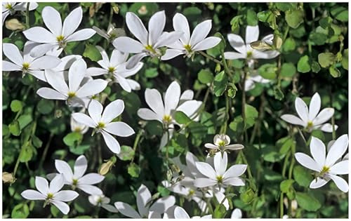 Stauden Gänge 3 x Isotoma fluviatilis 'Treadwellii' Bubikopf winterhart | Blauer Bubikopf – winterharter Bodendecker & Dauerblüher als Rasenersatz, trittfest, mehrjährig, 9x9 cm Topf