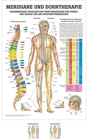 Sport-Tec Meridiane u. Dorn Mini-Poster Anatomie 34x24 cm medizinische Lehrmittel