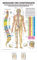 Sport-Tec Meridiane u. Dorn Mini-Poster Anatomie 34x24 cm medizinische Lehrmittel