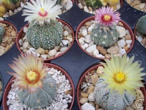 20 semillas Astrophytum asterias kabuto mezcla de arena dólar cactus cactus único semillas Kiko