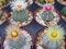 20 semillas Astrophytum asterias kabuto mezcla de arena dólar cactus cactus único semillas Kiko