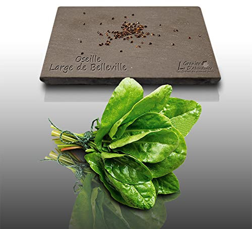 100 graines d'Aromatiques à semer - Le Grenier d'Abondance - OSEILLE Commune - Rumex Acetosa
