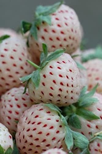 Pianta di Fragola Ananas pianta di Fragaria Pineapple pianta di Pineberry pianta da frutta pianta vera pianta di Fragola bianca pianta da esterno pianta di fragola da mangiare venduta da eGarden.store