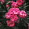 plantas de adelfa - semillas flores de primavera plantas decorativas macetas plantas resistentes para el jardín - Serie de plantas raras - semillas de flores de pradera plantas 10pcs