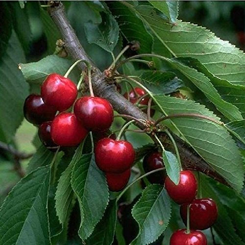 Obstbaum Kirsche Kirschbaum Busch Form rot Burlat Süßkirsche kleinbleibend hochwertige Baumschul Qualität direkt vom Fachhändler