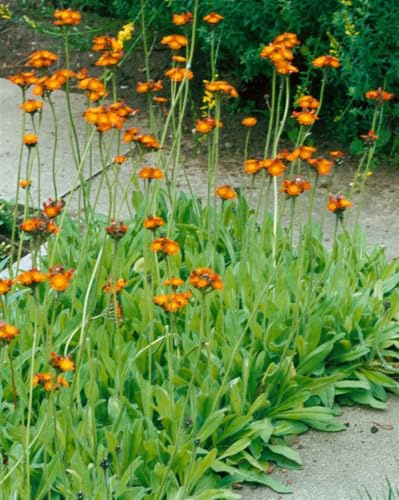 Hieracium aurantiacum 9x9 cm Topf – Winterhart, Mehrjährig, Pflegeleicht – Orangerotes Habichtskraut – Bodendecker für Steingarten & Beet