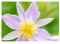 Stk - 10x Sparmannia ricinocarpa Kapländische Zimmerlinde Pflanzen - Samen ID1591 - Seeds & Plants Shop by Ipsa