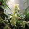 50 pz semi di piante di vaniglia planifolia, regalo di semi di fiori, pianta fiori da giardino resistenti, piante rampicanti resistenti Piantare fiori, regali di Pasqua semi di fiori