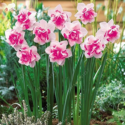 100 PC / bag Narzissen blühen, Bonsai Samen von Wasserpflanzen doppelten Blütenblätter Rosa Narzissen Samen Blumensamen für Hausgarten