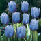 3 Piezas Azul Raro Bulbos De Tulipán Para Plantar Flores Exóticas Crecimiento Vertical Al Aire Libre Decorar El Patio Del Jardín Amado Por Los Jardineros