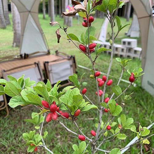10 pcs Synsepalum Dulcificum Samen, bonsaibaum echt, stauden winterhart mehrjährig obstbäume, zimmerpflanzen bio saatgut, balkon pflanze exotische früchte, hochbeet balkon bio samen,